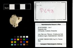 Foto (Objekt + Etikett) von Decapoda indet.  (NHMW-GEO-2014-0194-0698)